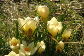 Crocus chrysanthus 'Cream Beauty' bestellen